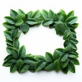 Leafy border beauty Green plumeria leaf frame on white background