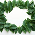 Leafy border beauty Green plumeria leaf frame on white background