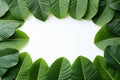 Leafy border beauty Green plumeria leaf frame on white background