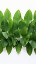 Leafy border beauty Green plumeria leaf frame on white background