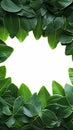 Leafy border beauty Green plumeria leaf frame on white background Royalty Free Stock Photo