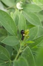 Bud of Pigeon Peas Plant Eaten By Caterpillar Royalty Free Stock Photo