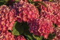 Leafy bush with colorful flowers of hydrangea on sundown