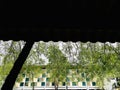 A leafy canopy of trees with slender black branches partially obscures a view of a modern building Royalty Free Stock Photo