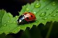 Leafy Companion Macro photo captures a ladybug on a green leaf