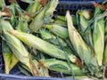 Leafy Corn Cobs For Sale at Fruit and Vegetable Market Royalty Free Stock Photo
