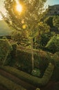 Leafy edge and bushes in a wooden garden on sundown