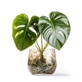 Leafy Elegance: Gorgeous Monstera Plant Pictures for Your Projects