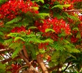 Leafy flamboyan tree with flowers and green buds Royalty Free Stock Photo