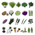 Vegetables hand drawn icons set