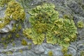 Leafy Foliose Lichens Growing on Ancient Stone