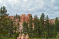 Leafy Forests Of Pines And Firs In Bryce Canyon Formations Of Hodes. Geology. Royalty Free Stock Photo