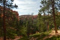 Leafy Forests Of Pines And Firs In Bryce Canyon Formations Of Hodes. Geology. Royalty Free Stock Photo