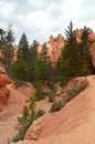 Leafy Forests Of Pines And Firs In Bryce Canyon Formations Of Hodes. Geology. Travel.Nature. Royalty Free Stock Photo