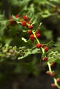 Leafy goosefoot Blitum virgatum syn. Chenopodium foliosum. Strawberry spinach is a exotic red berries with a green leaf.  Vegan Royalty Free Stock Photo