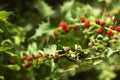 Leafy goosefoot Blitum virgatum syn. Chenopodium foliosum. Strawberry spinach is a exotic red berries with a green leaf.  Vegan Royalty Free Stock Photo