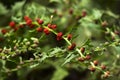 Leafy goosefoot Blitum virgatum syn. Chenopodium foliosum. Strawberry spinach is a exotic red berries with a green leaf.  Vegan Royalty Free Stock Photo