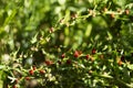 Leafy goosefoot Blitum virgatum syn. Chenopodium foliosum. Strawberry spinach is a exotic red berries with a green leaf.  Vegan Royalty Free Stock Photo