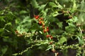 Leafy goosefoot Blitum virgatum syn. Chenopodium foliosum. Strawberry spinach is a exotic red berries with a green leaf.  Vegan Royalty Free Stock Photo