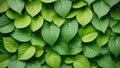 Leafy green background with leaves