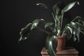 Leafy green eucharis potted plant on a stool