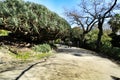 Leafy and green gardens at the Botanical Garden of Lisbon