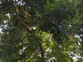 Leafy green leaves of the rambutan tree