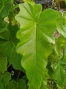 A leafy, green plant Royalty Free Stock Photo