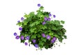 Leafy Green Plant With Purple Blossoms Royalty Free Stock Photo