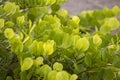 Leafy green plant with water droplets from a rain storm. Royalty Free Stock Photo