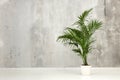 Leafy green potted Kentia palm against a gray wall