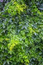 Leafy green texture. Virginia creeper or five leaves ivy climbing plant pattern. Parthenocissus quinquefolia Engelmannii Royalty Free Stock Photo