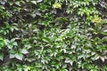 Leafy green texture. Virginia creeper or five leaves ivy climbing plant pattern. Parthenocissus quinquefolia Engelmannii Royalty Free Stock Photo