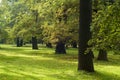 Leafy green trees in park