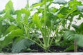 Leafy greens - Brassica vegetables growing in garden bed - kohlrabi and pak choi (chinese cabbage) Royalty Free Stock Photo