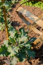 Leafy Greens growing in a Sunny Garden