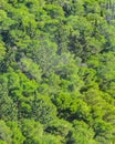 Leafy Landscape, Lycabettus Hill, Athens, Greece Royalty Free Stock Photo