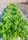 Leafy lettuce growing beside road