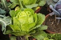 Leafy lettuce