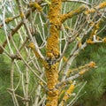 Leafy lichen on a tree