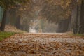 Leafy path in the park