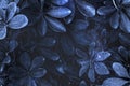 Leafy plant patterned blue background Royalty Free Stock Photo