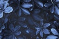 Leafy plant patterned blue background Royalty Free Stock Photo