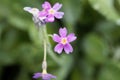 Leafy primerose, Primula frondosa