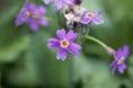 Leafy primerose, Primula frondosa