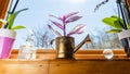 Leafy purple houseplant potted in golden tea kettle pot