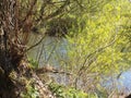 Leafy River Bank @ Crookham, North Northumberland, England