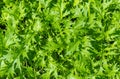 Leafy salad mustard. Brassica, culture with the taste of horseradish and green salad.