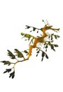 Leafy Sea Dragon