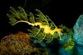 Leafy Sea Dragon Royalty Free Stock Photo